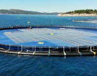 Ocean Sun y Fred Olsen Renewables ensayarán su planta solar flotante en el PLOCAN