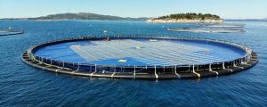 Ocean Sun y Fred Olsen Renewables ensayarán su planta solar flotante en el PLOCAN