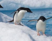 La UE lidera el esfuerzo internacional para establecer nuevas áreas marinas protegidas en la Antártida