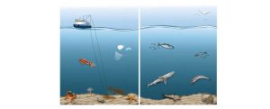 El ecosistema del golfo de Cádiz se recupera gracias a la regulación de la pesca