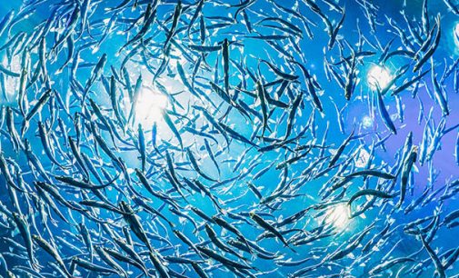 El Programa Ecofish estudiará los efectos del cambio climático en la pesca de los países del Oeste del Océano Índico 