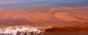 ¿Qué es una marea roja?