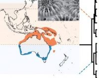 Una especie de coral perdida se encuentra tras 50 años