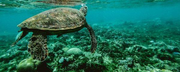 conferencia de los océanos tortuga marina
