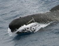 Un buque oceanográfico y ocho avionetas recorrerán las aguas atlánticas para estimar la abundancia de cetáceos