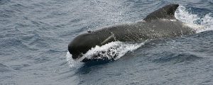 Un buque oceanográfico y ocho avionetas recorrerán las aguas atlánticas para estimar la abundancia de cetáceos