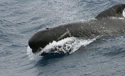 Un buque oceanográfico y ocho avionetas recorrerán las aguas atlánticas para estimar la abundancia de cetáceos