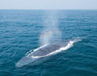 El grupo MSC cambia sus rutas marítimas para proteger a las ballenas azules