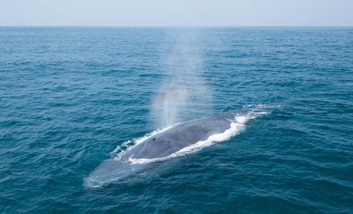 El grupo MSC cambia sus rutas marítimas para proteger a las ballenas azules