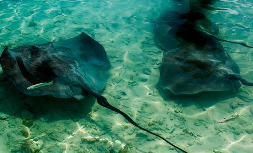 El IEO lidera un proyecto europeo para mitigar la captura de rayas y tiburones en las pesquerías de atún