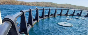 Nuevos materiales biodegradables para una pesca de atún tropical más sostenible