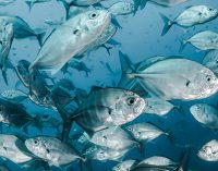 La UE y la República de Seychelles dan luz verde al nuevo protocolo de aplicación del Acuerdo de Colaboración de Pesca Sostenible 2026-2023