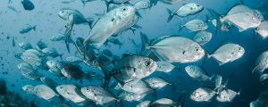 La UE y la República de Seychelles dan luz verde al nuevo protocolo de aplicación del Acuerdo de Colaboración de Pesca Sostenible 2026-2023