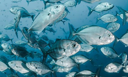La UE y la República de Seychelles dan luz verde al nuevo protocolo de aplicación del Acuerdo de Colaboración de Pesca Sostenible 2026-2023