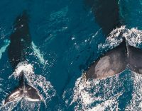 Inicio de la campaña 2026 de prevención de interacciones entre orcas y embarcaciones