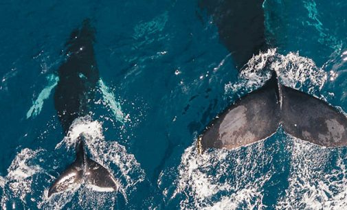 Inicio de la campaña 2026 de prevención de interacciones entre orcas y embarcaciones