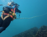 Impulsando la biodiversidad en la eólica flotante 