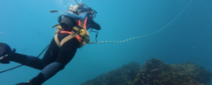 Impulsando la biodiversidad en la eólica flotante 