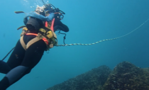 Impulsando la biodiversidad en la eólica flotante 