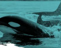 Las interacciones de orcas con embarcaciones han aumentado respecto a las del año pasado