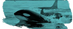 Las interacciones de orcas con embarcaciones han aumentado respecto a las del año pasado