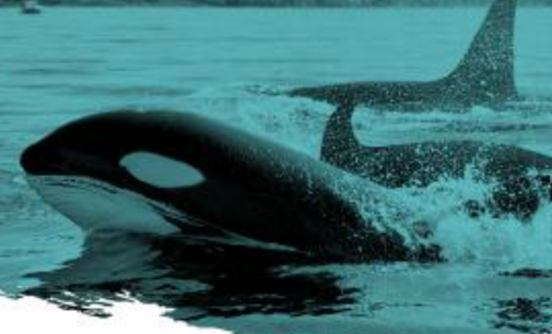 Las interacciones de orcas con embarcaciones han aumentado respecto a las del año pasado