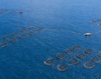 SIRENA 2: IA y tecnología autónoma marina para proteger la acuicultura en Canarias