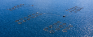 SIRENA 2: IA y tecnología autónoma marina para proteger la acuicultura en Canarias