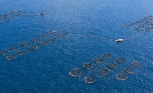 SIRENA 2: IA y tecnología autónoma marina para proteger la acuicultura en Canarias