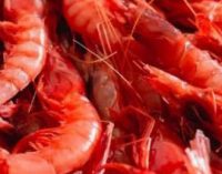 El MAPA completa la asignación de días de pesca y aumenta los límites de captura de gamba roja para la flota de arrastre del Mediterráneo