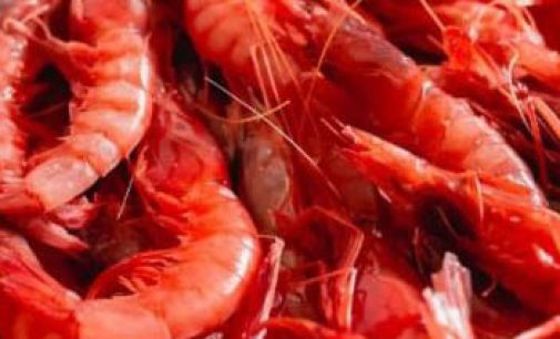 El MAPA completa la asignación de días de pesca y aumenta los límites de captura de gamba roja para la flota de arrastre del Mediterráneo