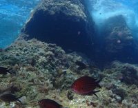 Los movimientos de los organismos marinos impulsan funciones clave como la productividad, el reciclado de nutrientes y el almacenamiento de carbono
