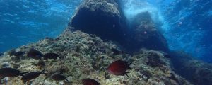 Los movimientos de los organismos marinos impulsan funciones clave como la productividad, el reciclado de nutrientes y el almacenamiento de carbono