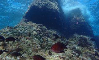 Los movimientos de los organismos marinos impulsan funciones clave como la productividad, el reciclado de nutrientes y el almacenamiento de carbono